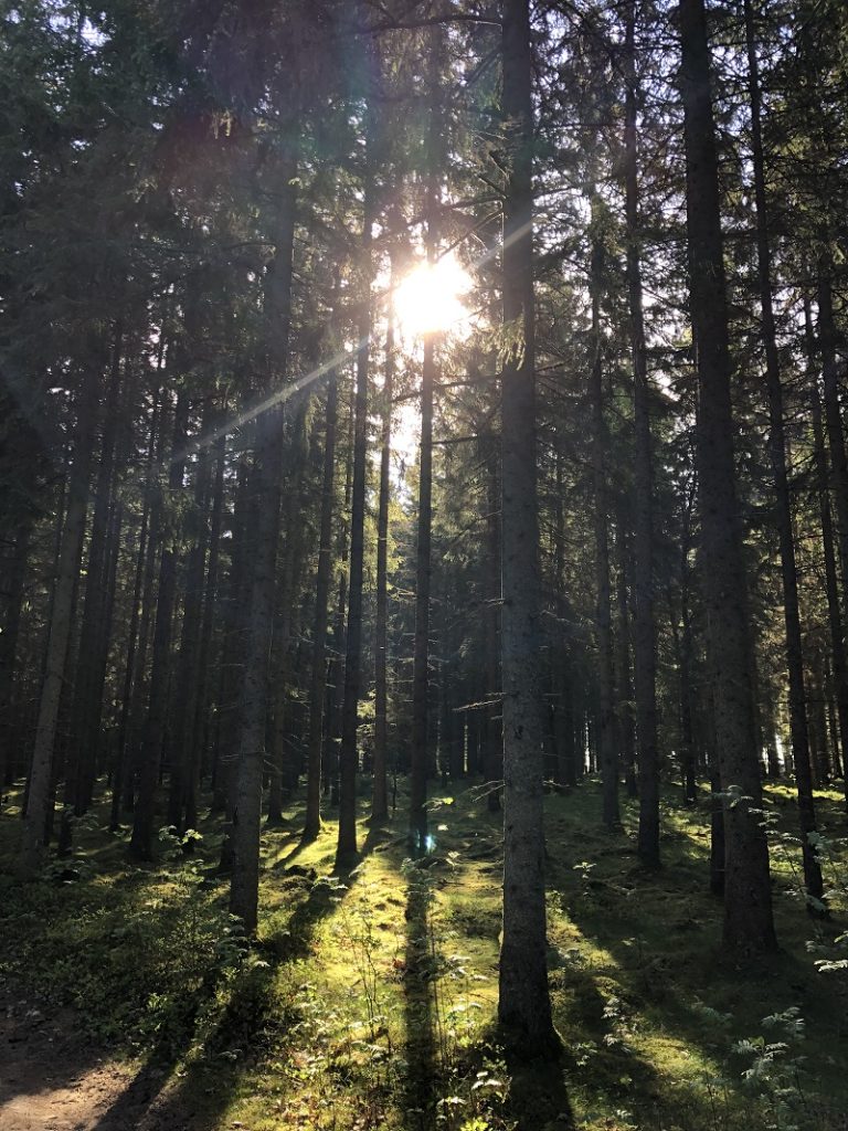 Fokus på naturen